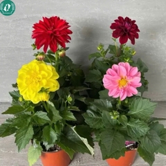 Hạt giống Hoa Thược Dược