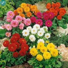 Hạt giống Hoa Thược Dược