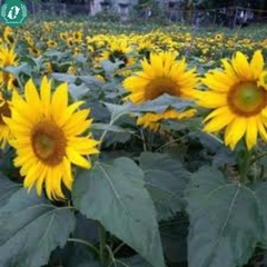 Hạt giống Hoa Hướng Dương