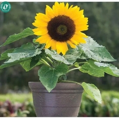 Hạt giống Hoa Hướng Dương