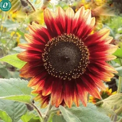 Hạt giống Hoa Hướng Dương