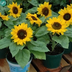 Hạt giống Hoa Hướng Dương