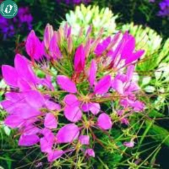 Hạt giống Hoa Túy Điệp