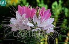 Hạt giống Hoa Túy Điệp