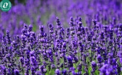 Hạt giống Hoa Lavender