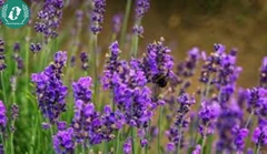Hạt giống Hoa Lavender