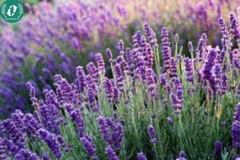 Hạt giống Hoa Lavender