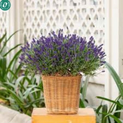 Hạt giống Hoa Lavender