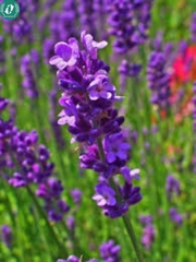 Hạt giống Hoa Lavender