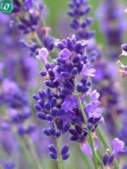 Hạt giống Hoa Lavender
