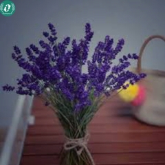 Hạt giống Hoa Lavender