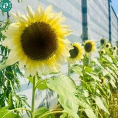 Hạt giống Hoa Hướng Dương
