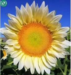 Hạt giống Hoa Hướng Dương
