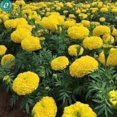 Hạt giống Hoa Vạn Thọ
