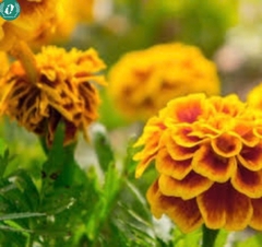 Hạt giống Hoa Vạn Thọ