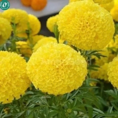 Hạt giống Hoa Vạn Thọ