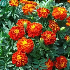 Hạt giống Hoa Vạn Thọ