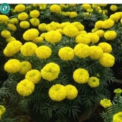 Hạt giống Hoa Vạn Thọ