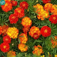 Hạt giống Hoa Vạn Thọ