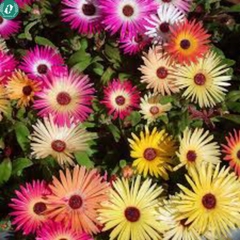 🌞 Hạt Giống Hoa 10 Giờ – Nở Như Vui, Cười Như Hoa 🌞