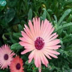 🌞 Hạt Giống Hoa 10 Giờ – Nở Như Vui, Cười Như Hoa 🌞