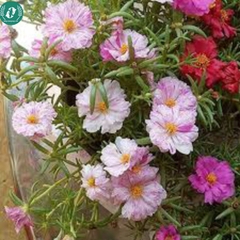 🌞 Hạt Giống Hoa 10 Giờ – Nở Như Vui, Cười Như Hoa 🌞