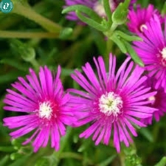 🌞 Hạt Giống Hoa 10 Giờ – Nở Như Vui, Cười Như Hoa 🌞