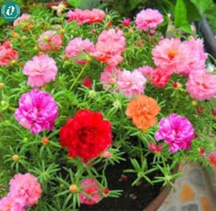 🌞 Hạt Giống Hoa 10 Giờ – Nở Như Vui, Cười Như Hoa 🌞