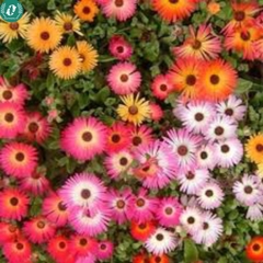 🌞 Hạt Giống Hoa 10 Giờ – Nở Như Vui, Cười Như Hoa 🌞