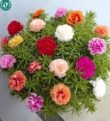 🌞 Hạt Giống Hoa 10 Giờ – Nở Như Vui, Cười Như Hoa 🌞