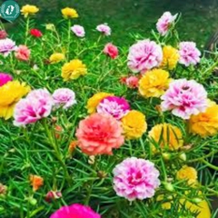 🌞 Hạt Giống Hoa 10 Giờ – Nở Như Vui, Cười Như Hoa 🌞