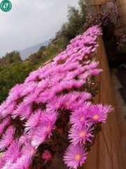 🌞 Hạt Giống Hoa 10 Giờ – Nở Như Vui, Cười Như Hoa 🌞