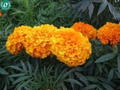 Hạt giống Hoa Vạn Thọ