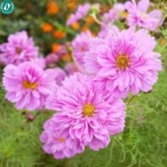 Hạt giống Hoa sao nháy