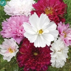 Hạt giống Hoa sao nháy