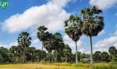 Tranh lá thốt nốt