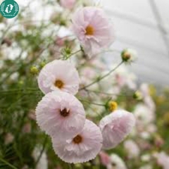 Hạt giống Hoa sao nháy