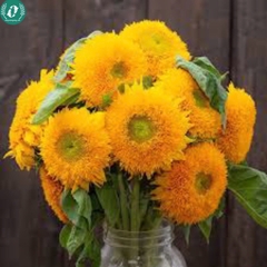 Hạt giống Hoa Hướng Dương