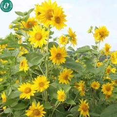 Hạt giống Hoa Hướng Dương