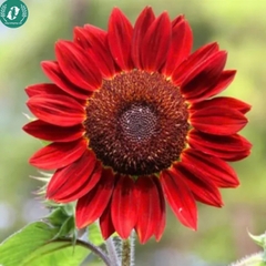 Hạt giống Hoa Hướng Dương