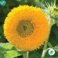 Hạt giống Hoa Hướng Dương