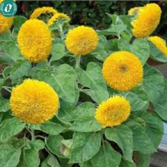 Hạt giống Hoa Hướng Dương