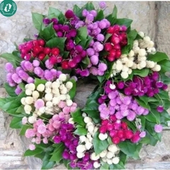 Hạt giống hoa cúc