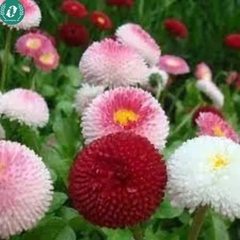 Hạt giống hoa cúc