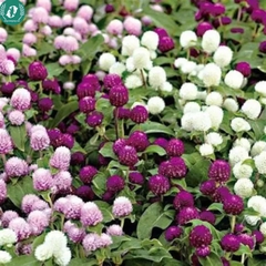 Hạt giống hoa cúc