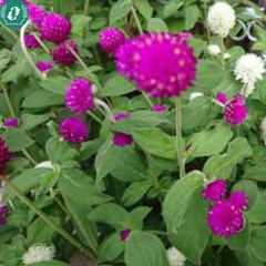 Hạt giống hoa cúc