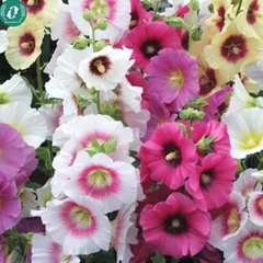 Hạt giống Hoa Mãn đỉnh hồng
