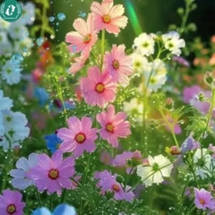 Hạt giống Hoa Mãn đỉnh hồng