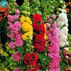 Hạt giống Hoa Mãn đỉnh hồng