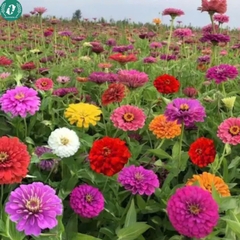 Hạt giống Hoa cúc nhám